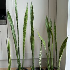 Snake Plants