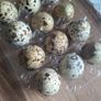 hatching quail eggs Image 2