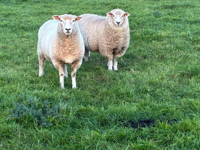 Pedigree Galway ewes