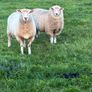 Pedigree Galway ewes Image 4