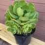 Large 8-Headed Aeonium Blushing Beauty Image 3