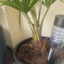 Trachycarpus fortunei (Windmill Palm) Image 4