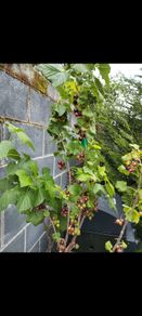 Mature Blackcurrant Plant