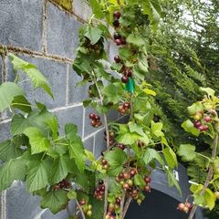 Mature Blackcurrant Plant