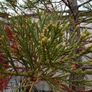 tree Image 4