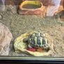 Riversong and Oogway Image 3