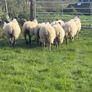Crossbred hoggets for sale Image 2