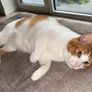 cat Image 2