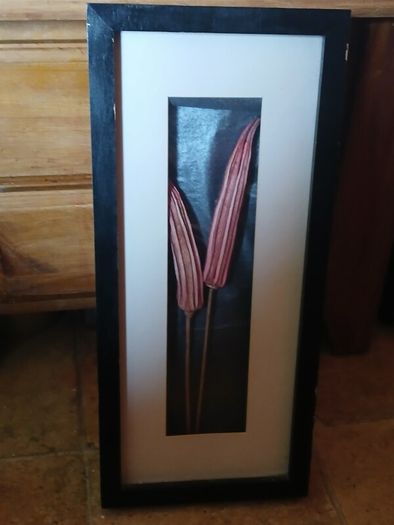 Stunning framed Okra Pods Picture