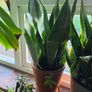 Snake Plant Sanseveria Image 3