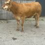 In Calf Heifers Oct 10th Ballinasloe Mart Image 8
