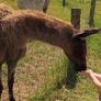 Llama trio for sale Image 2