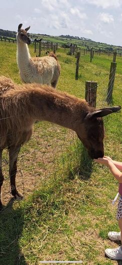 Llama trio for sale