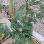 Large acacia dealbata tree 10-12ft tall Image 3