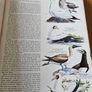 Birds Of The World. By Oliver L. Austin Jr. Illustrated By Arthur Singer. Forwarded By Sir Peter Scott. 1968 Large Volume Hardback With Dustjacket In Good Condition. Image 10