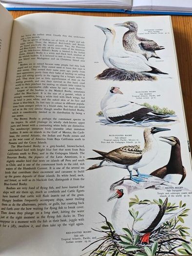 Birds Of The World. By Oliver L. Austin Jr. Illustrated By Arthur Singer. Forwarded By Sir Peter Scott. 1968 Large Volume Hardback With Dustjacket In Good Condition.