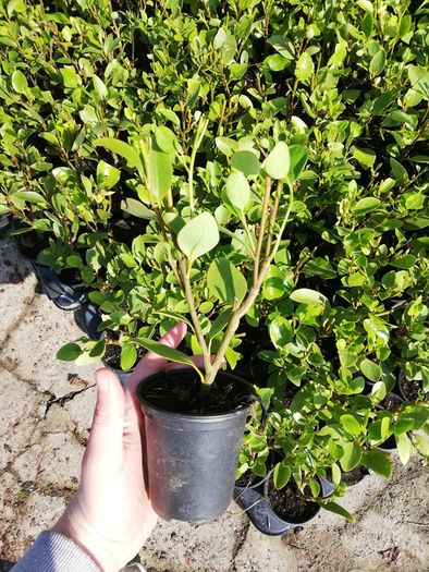 Griselinia Coastal Hedging