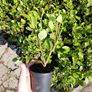 Griselinia Hedging - Potted Image 2