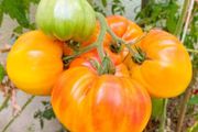 (T) Tomato Ananas seeds 0.1g (111107)