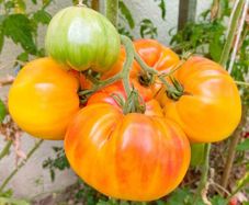 (T) Tomato Ananas seeds 0.1g (111107)