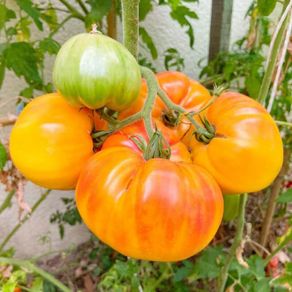 (T) Tomato Ananas seeds 0.1g (111107)