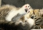 kitten for adoption