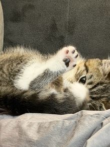 kitten for adoption