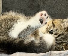 kitten for adoption