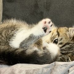 kitten for adoption