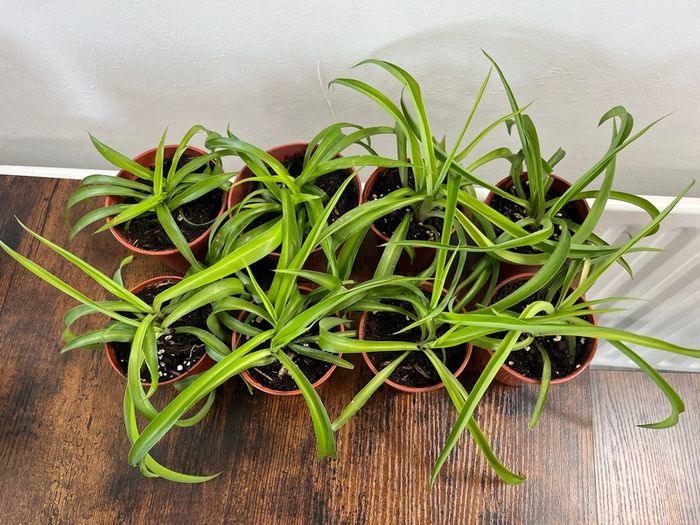 Small spider plant house plant