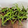 Small spider plant house plant Image 2