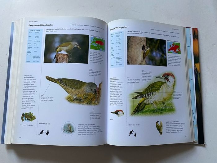 Birds (also published as Encyclopedia of Birds)