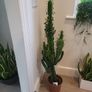 Euphorbia Trigona Image 4