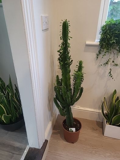 Euphorbia Trigona