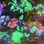 Reef Corals Image 7