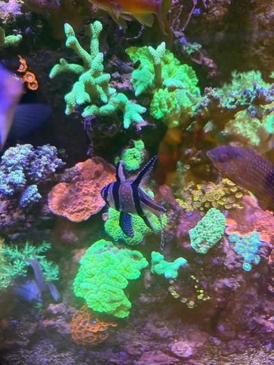Reef Corals
