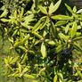Rare colour XL Red Rhododendron plant Image 4