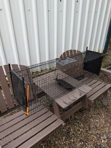 Cat Trap