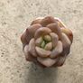 Succulents Image 8