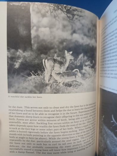 Fallow Deer book