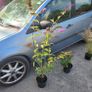 fantastic mature plants bundle Image 2