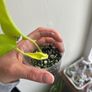 Neon Pothos Image 3