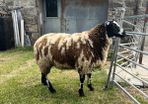 Pedigree Dutch Spotted ram lambs