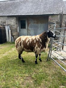 Pedigree Dutch Spotted ram lambs