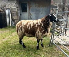 Pedigree Dutch Spotted ram lambs