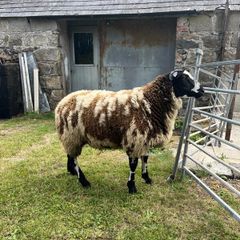 Pedigree Dutch Spotted ram lambs