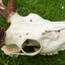 Real Naturally Fallow Deer Antlers On A Skull (trophy Taxidermy) Image 5
