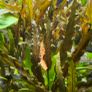 aquarium plants Image 3