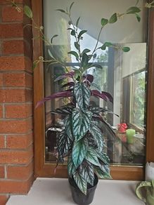 lovely artifical plant
