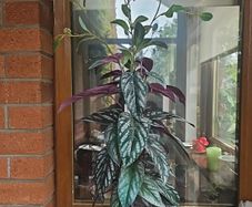 lovely artifical plant